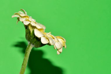 güzel beyaz gerbera çiçeği yeşil üzerinde izole