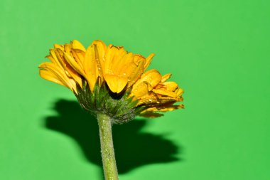 Stüdyonun arka planında taze Gerbera çiçekleri
