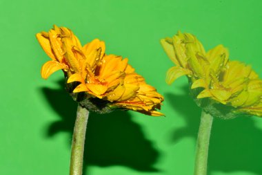 Stüdyonun arka planında taze Gerbera çiçekleri