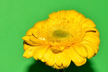 Stüdyonun arka planında taze Gerbera çiçekleri