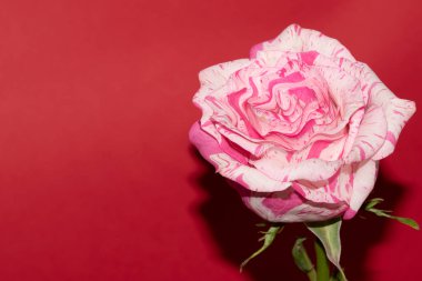 Stüdyo arka planında güzel pembe gül çiçeği