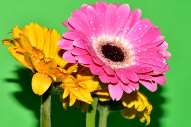 Stüdyonun arka planında taze Gerbera çiçekleri