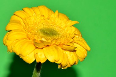 Stüdyonun arka planında taze Gerbera çiçekleri