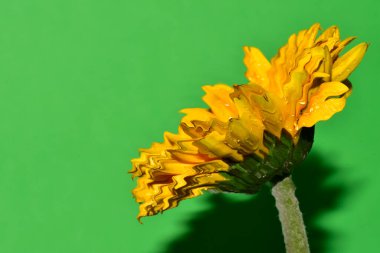 Stüdyonun arka planında taze Gerbera çiçekleri