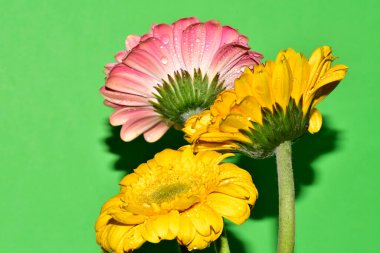 Stüdyonun arka planında taze Gerbera çiçekleri