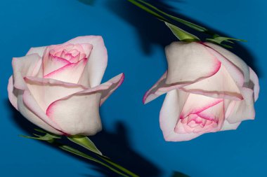 Stüdyo arka planında güzel taze güller