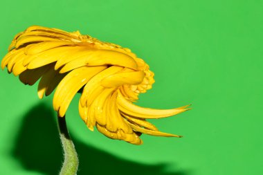 Stüdyo arka planında çiçeğin çarpıtılmış görüntüsü