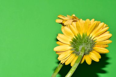Stüdyonun arka planında taze Gerbera çiçekleri