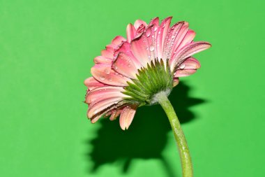 Renkli arkaplanda pembe gerbera