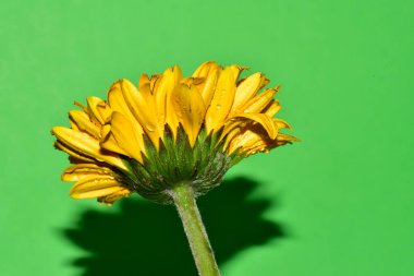 Stüdyonun arka planında taze Gerbera çiçekleri