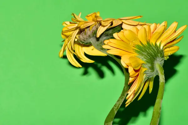 Stüdyonun arka planında taze Gerbera çiçekleri