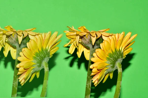 Stüdyonun arka planında taze Gerbera çiçekleri