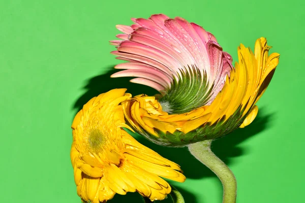 Çiçeklerin çarpıtılmış görüntüsü stüdyo arka planında