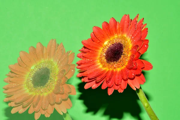 Gerbera çiçeği stüdyo arka planında