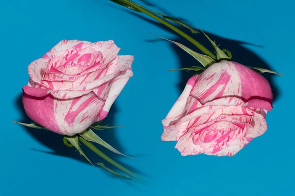 Stüdyo arka planında güzel taze güller