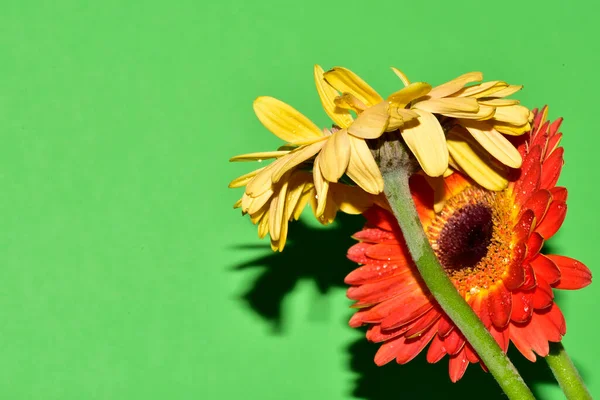 Stüdyonun arka planında taze Gerbera çiçekleri