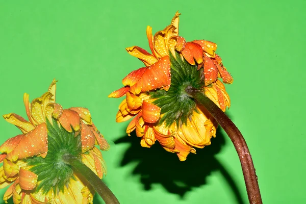 Yeni yıl ve Noel süslemeleri yakın plan.