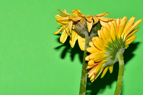 fresh gerbera flowers against studio background