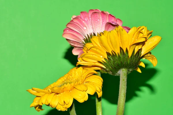 Stüdyonun arka planında taze Gerbera çiçekleri