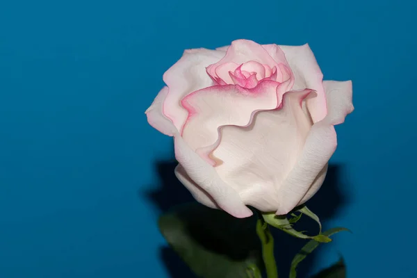 Belle Fleur Rose Rose Sur Fond Studio — Photo