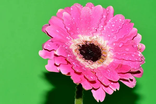 Renkli arkaplanda pembe gerbera