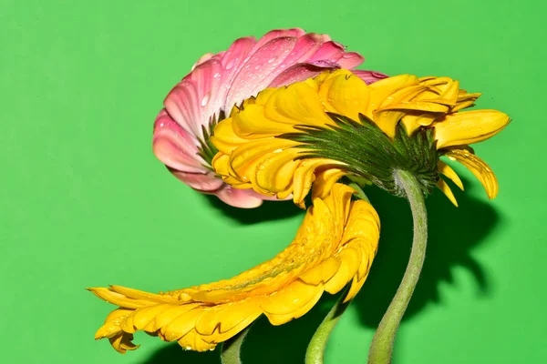 Çiçeklerin çarpıtılmış görüntüsü stüdyo arka planında