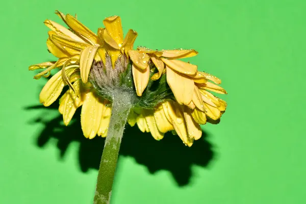 Stüdyonun arka planında taze Gerbera çiçekleri