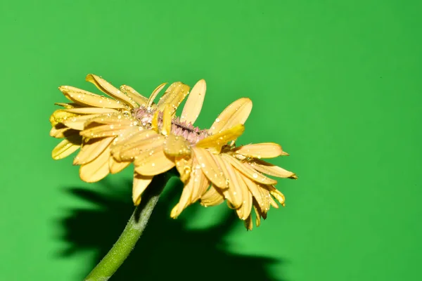 Fleurs Gerbera Fraîches Sur Fond Studio — Photo