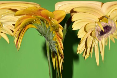 Bulanık sarı çiçekler yeşil arkaplanı kapatır