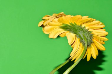 Yeşil arkaplanda soyut, bulanık sarı çiçek