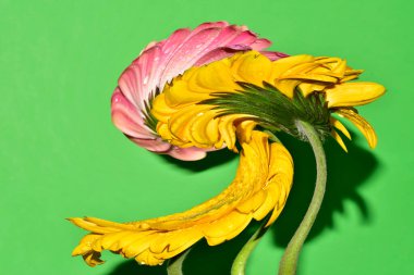 Bulanık renkli çiçekler yeşil arkaplanı kapatır