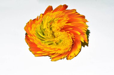 Güzel turuncu bulanık çiçek yakın çekim görüntüsü