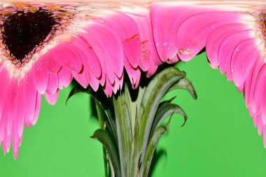 Bulanık güzel çiçekler, bahar konsepti