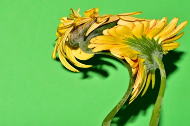 Bulanık sarı çiçekler yeşil arkaplanı kapatır