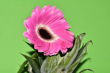 güzel çiçek, bahar konsepti arka plan