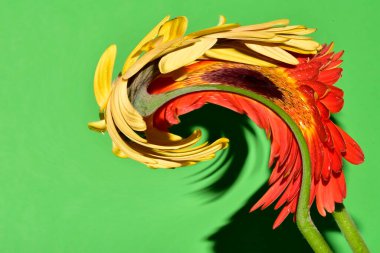 Bulanık renkli çiçekler yeşil arkaplanı kapatır