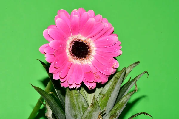 güzel çiçek, bahar konsepti arka plan