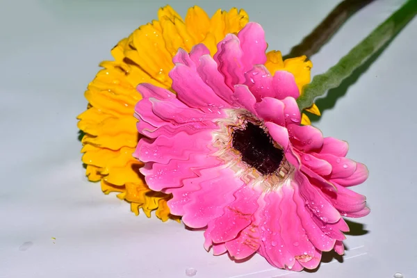 Hullámos Gerbera Virágok Fehér Háttér — Stock Fotó