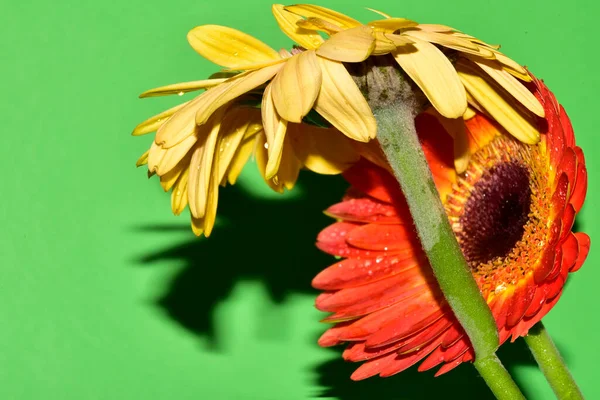 Renkli çiçekler yeşil arkaplanı kapatır