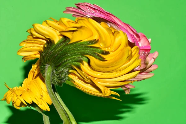 Bulanık renkli çiçekler yeşil arkaplanı kapatır