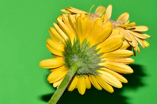 Flores Amarillas Cierran Sobre Fondo Verde — Foto de Stock