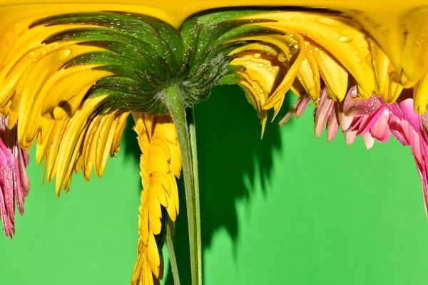 Bulanık renkli çiçekler yeşil arkaplanı kapatır