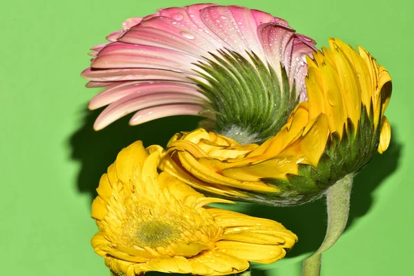 Bulanık renkli çiçekler yeşil arkaplanı kapatır