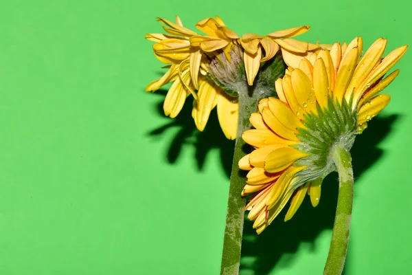 Sarı çiçek yeşil arka plan üzerinde yakın çekim