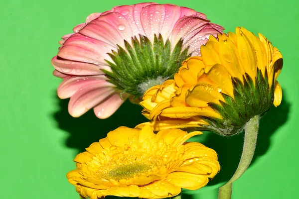 Renkli çiçekler yeşil arkaplanı kapatır