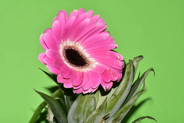 güzel çiçek, bahar konsepti arka plan