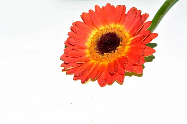 Piękny Pomarańczowy Kwiat Bliska Widok — Zdjęcie stockowe