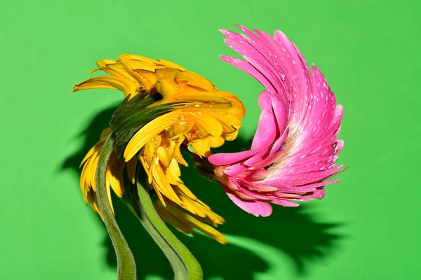 Bulanık renkli çiçekler yeşil arkaplanı kapatır