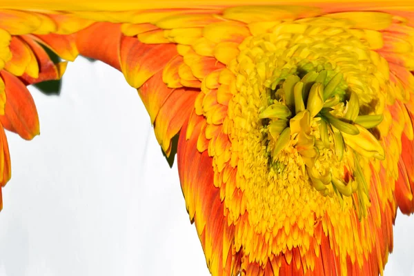 Güzel turuncu bulanık çiçek yakın çekim görüntüsü