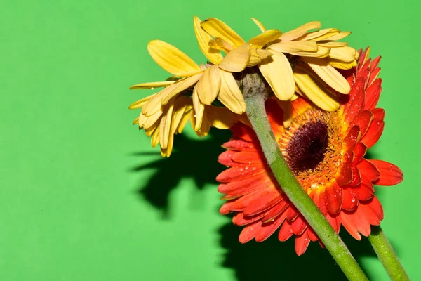 Renkli çiçekler yeşil arkaplanı kapatır